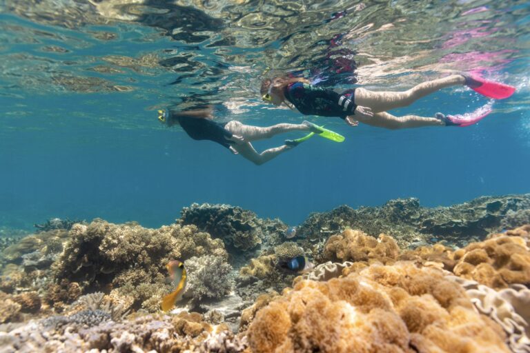 Snorkeling the Great Barrier Reef - Face-to-face with vibrant coral and marine life