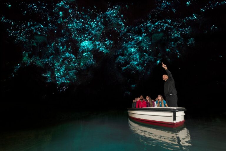 Glowworm Cave Ceiling - Living lights create nature's own galaxy in Waitomo's caves