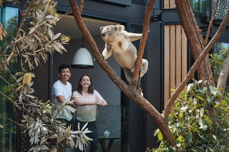 Rooms with views over koalas wildlife retreat