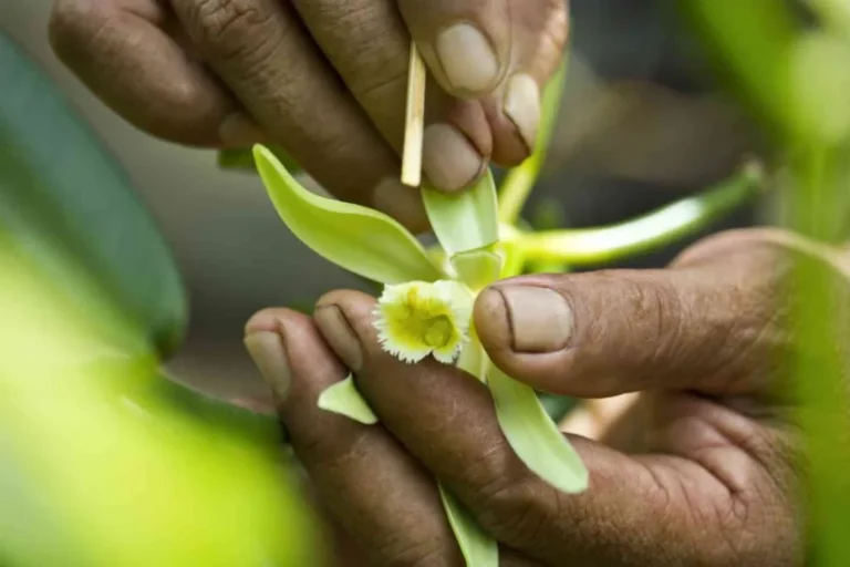 Taha'a Vanilla Plantation - Lush tropical gardens where vanilla vines climb among emerald valleys